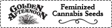 Golden Afternoon Cannabis Seeds Deal