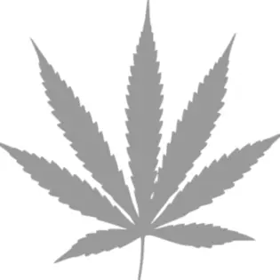 (each) King Palm 2 pack natural