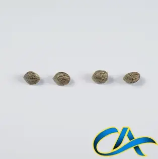 (each) KING KLONE K.K. CANDYLAND (S) 5PK SEEDS