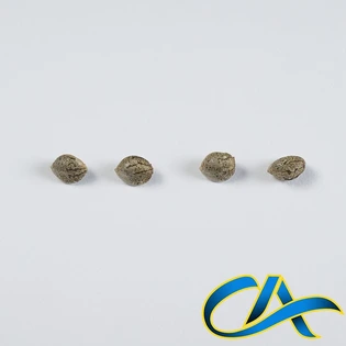 (each) KING KLONE K.K. OG KUSH (I) 5PK SEEDS