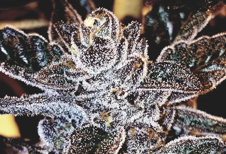 $152 Oz OTD Mix/Match in 1/8th Glass Jars DENREC Flower