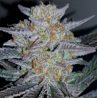 Award Wining Flower 1/2 Ounce $47.60 DEN REC