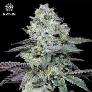 (3.5g) AGL 3.5g Indicol TP 00298