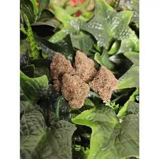 (1.0g) Acai Gelato - Indoor Flower - Koru - Harvested: 3/1/25