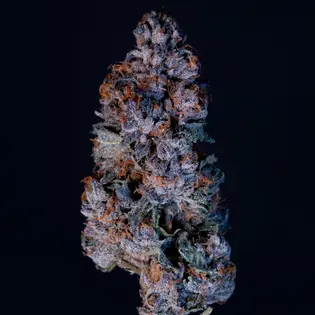 (g) White Cherry Gelato flw 2003