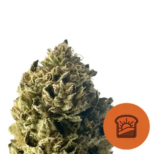 (g) Family Tree Sunset Fritter Sungrown Pre roll 0.9 G