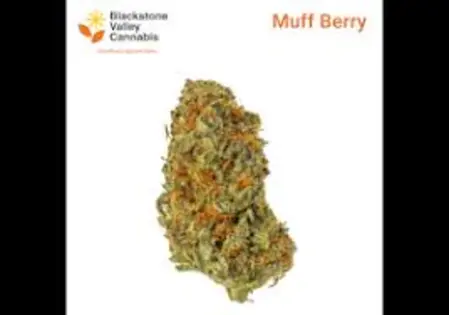(3.5g) Blackstone Valley | Muff Berry | 3.5g