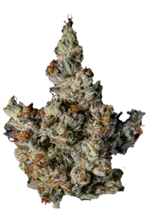 (1.0g) Fractal | Amish Drive-By | Bulk Flower