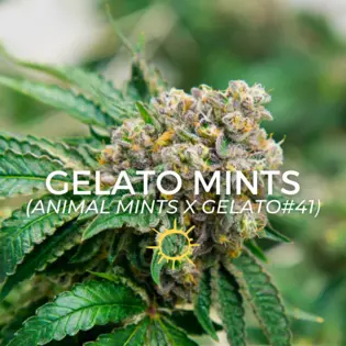(2.0g) Gelato Mints