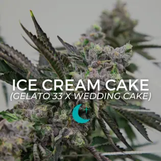 (2.0g) Ice Cream Cake