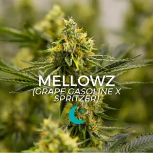 (2.0g) Mellowz