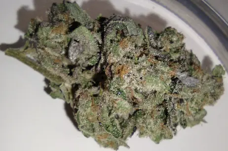 (3.5g) Dakota Natural Growers - Blue Blockers - 3.5g - Flower