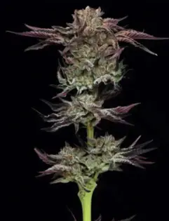 (each) Humboldt Headband 10 Pack Seeds