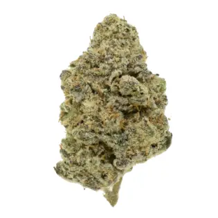 (g) Asylum Cannabis | LSD