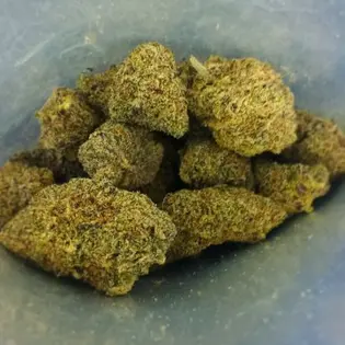 (g) Gold Ca$h Gold (Eugreen)