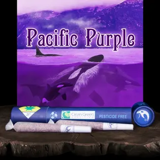 (each) JO 2pk Pacific Purple 1.2g Falcanna