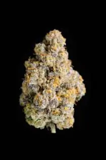 (3.5g) Cape White Shark (H) (3.5g)