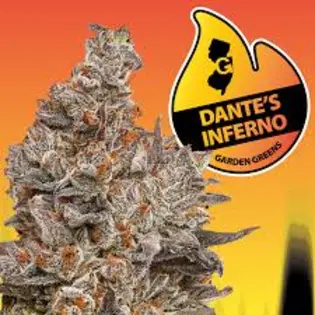 (3.5g) (GG) Dante's Inferno 3.5g-I