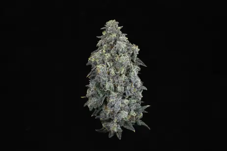 (g) First Class Funk (THC: 25.12%)