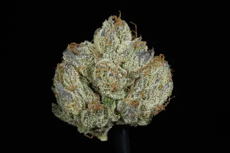 (g) Sugar Cookies Flower (26.47% THC)
