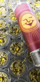 (g) Joke-N-Toke | Breadrise | Moonrock Infused Chillum | Sativa | .5g