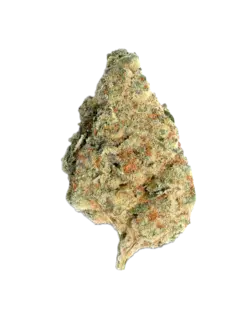 (g) Papaya Bomb Flower by Orbit