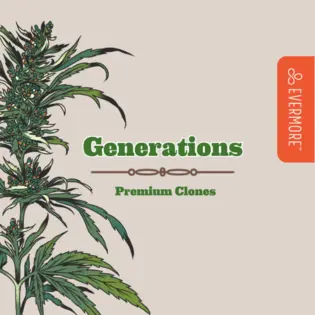 (each) Basic Skush Live Plant Seedling