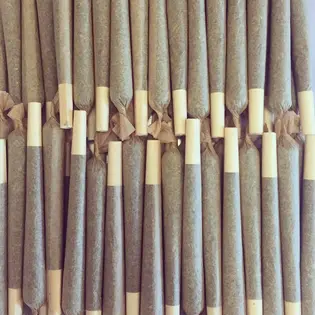 (each) Lemon Cherry Gelato [.5g] | Walden - 2 Pack Pre Roll