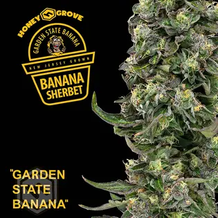 (3.5g) Banana Sundae 3.5g