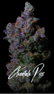 (1g) Cheetah P - 1g & 3.5g