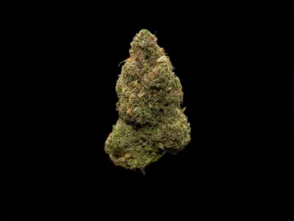 (1.0g) Sour Haze  - Bulk Flower