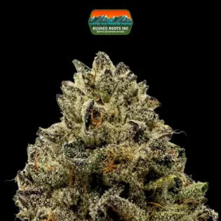 (3.5g) Rugged Roots | Cranebow City 3.5g