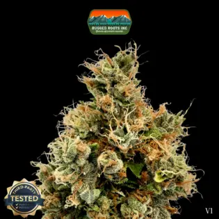 (3.5g) Rugged Roots | TK43 3.5g