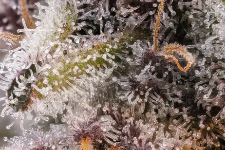 (3.5g) Point Break - Borealis - 3.5g Pre-Packaged