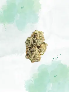 (4.0g) MNG TOP SHELF - FLOWER - 4G - HYBRID - JELLILICIOUS #3