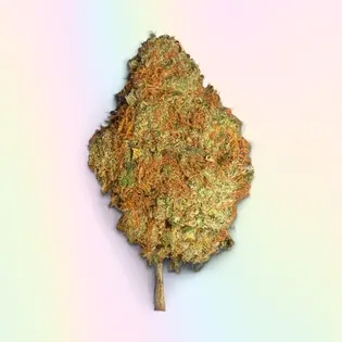 (3.5g) 74 SUNS | 3.5g | Mimosa | Hybrid Sativa Dom