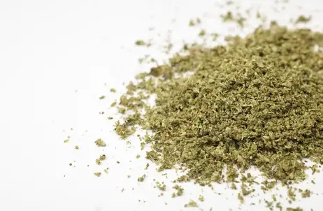 (28.0g) Canvas Minis - Horchata - SHAKE