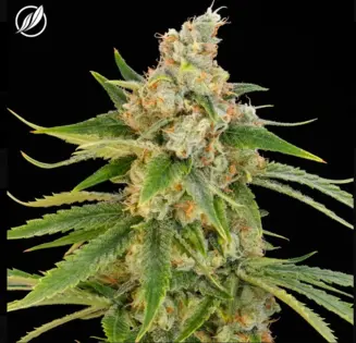 (3.5g) Tropical Haze Flower 3.5g (C0020025216)