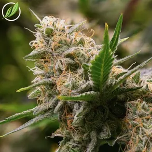 (3.5g) Blue Sky Haze Flower THC:CBD 3.5g (C0020026150)