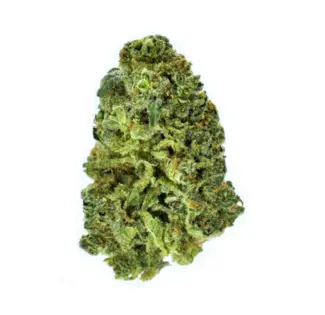 (14.0g) CHAMPION CITY CHOCOLATE 14G FLOWER