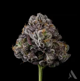 (3.5g) GG4 | Pre-Pack | 3.5g | 00540