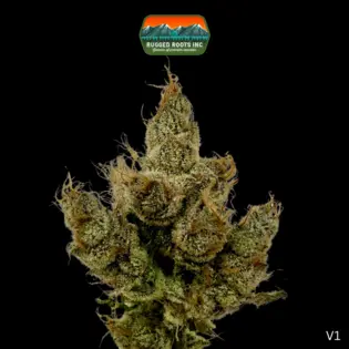 (3.5g) Rugged Roots | Catchin ZZZ's 3.5g