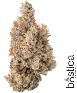 (28.0g) Watermelon Fuel | 28g