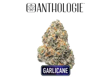 (3.5g) Garlicane Flower 3.5g