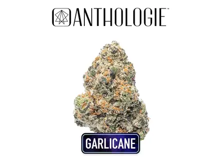 (3.5g) Anthologie Garlicane Flower 3.5g