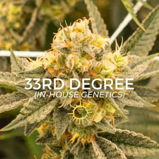 (4.0g) 33rd Degree #1 - 4g