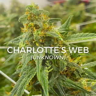 (2.0g) Charlotte's Web