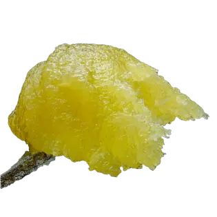 (1.0g) Garlic Breath 1g Live Rosin (Funky)