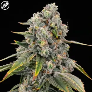 (3.5g) Dos Mendos | Pre-Pack | 3.5g | 25613