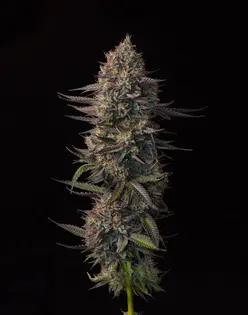 (g) Mo'Bama Smalls by Oregon Roots